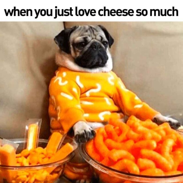 Funny Cheese Memes - 30+ Laughs For The Cheesy